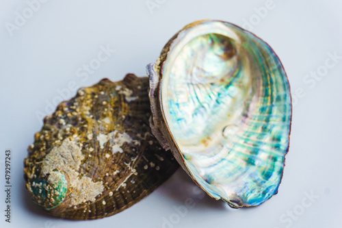 Colorful abalone shell on a white background- Close up of mother-of-pearl abalone paua shells photo