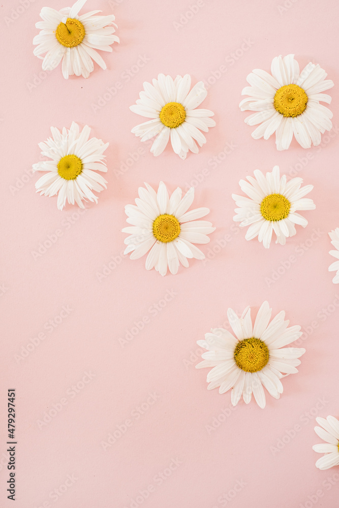 Beautiful chamomile daisy flower on neutral pink background Beautiful chamomile daisy flower on neutral pink background
