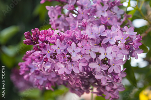 Newly bloomed lilacs. 