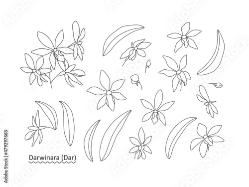 Orchid decorative flowers set - a sprig (Darwinara), flowers and leaves on a white background, flat illustration. Set for your elegant design compositions. Line art vector illustration.