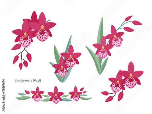 Set of bouquets and compositions with pink orchid flowers (Vuylstekeara) on a white background. Flat cartoon vector illustration.