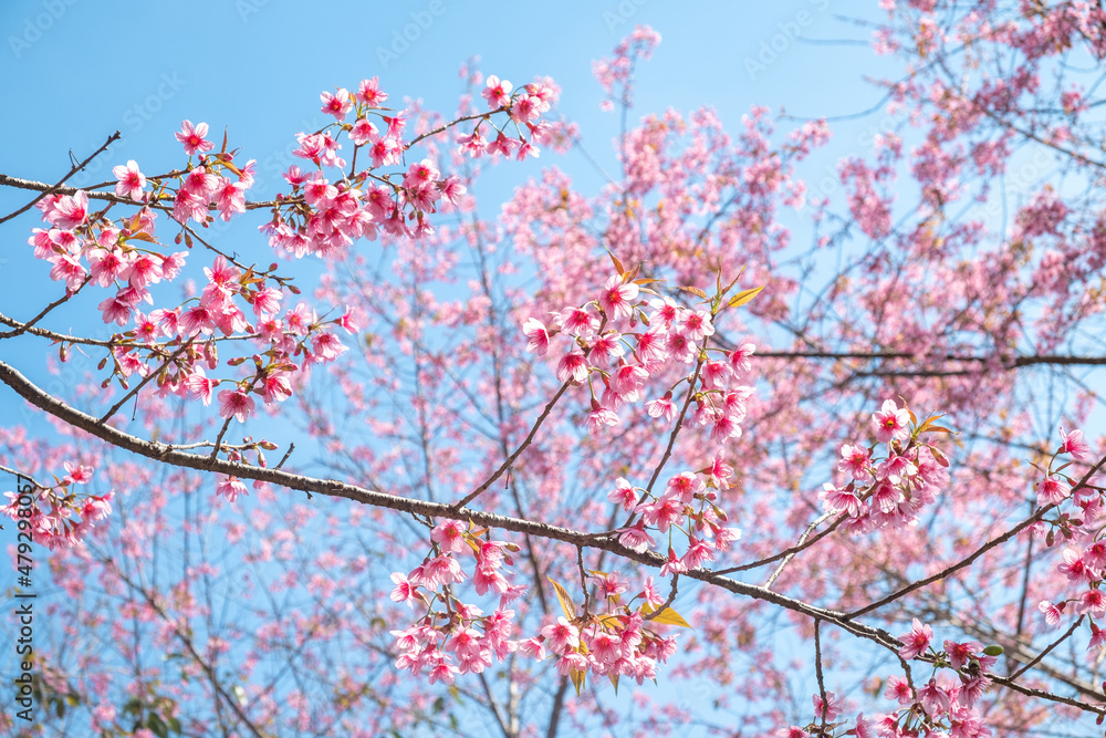 Wild Himalayan Cherry or Prunus cerasoides, Cherry blossom