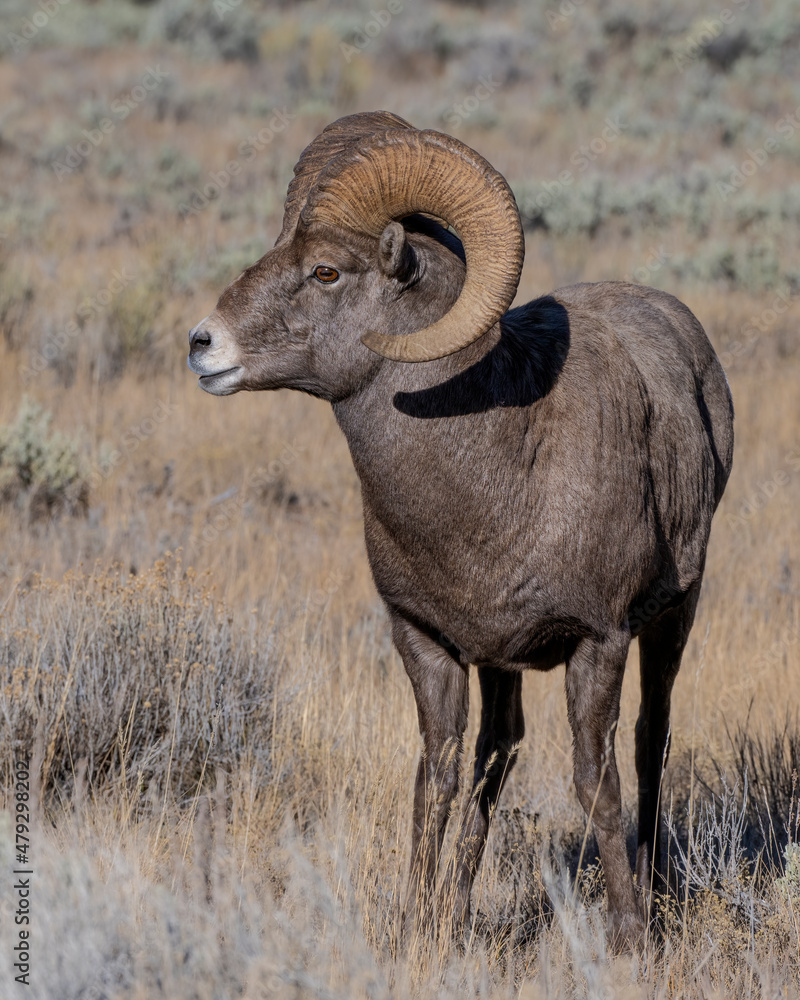 Bighorn Sheep Bighorn Sheep