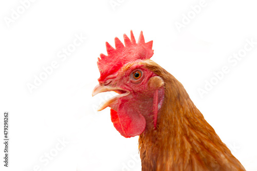 A chicken farm, a chicken. isolated on background white.