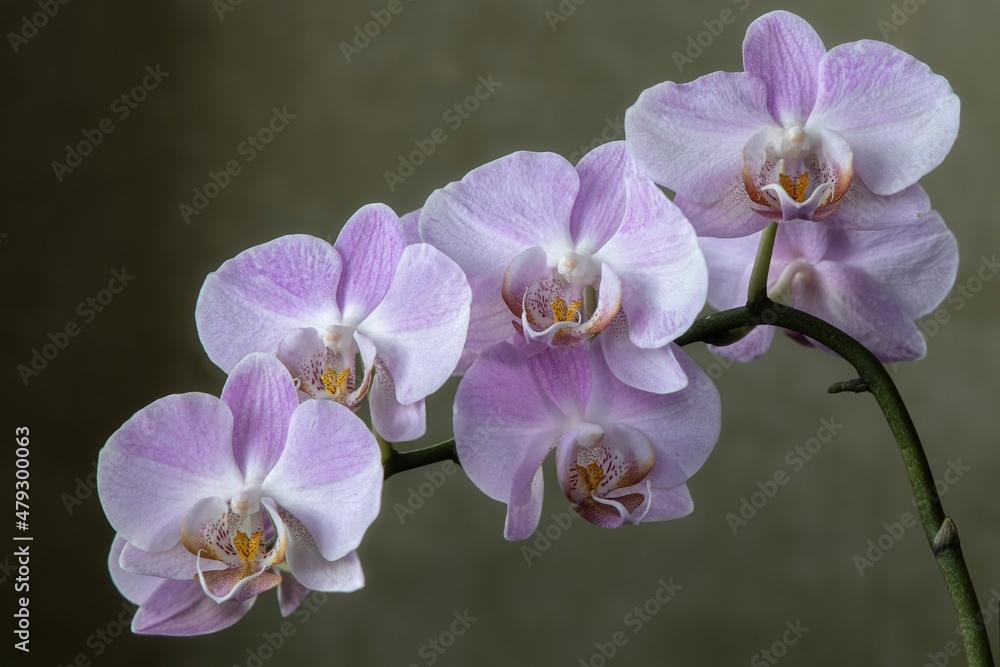 Blossom branch of pink orchid closeup Blossom branch of pink orchid closeup