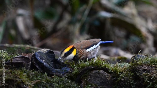 Colorful birds eating on the ground. (Banded Pitta, (Pitta guajana) in the Nature