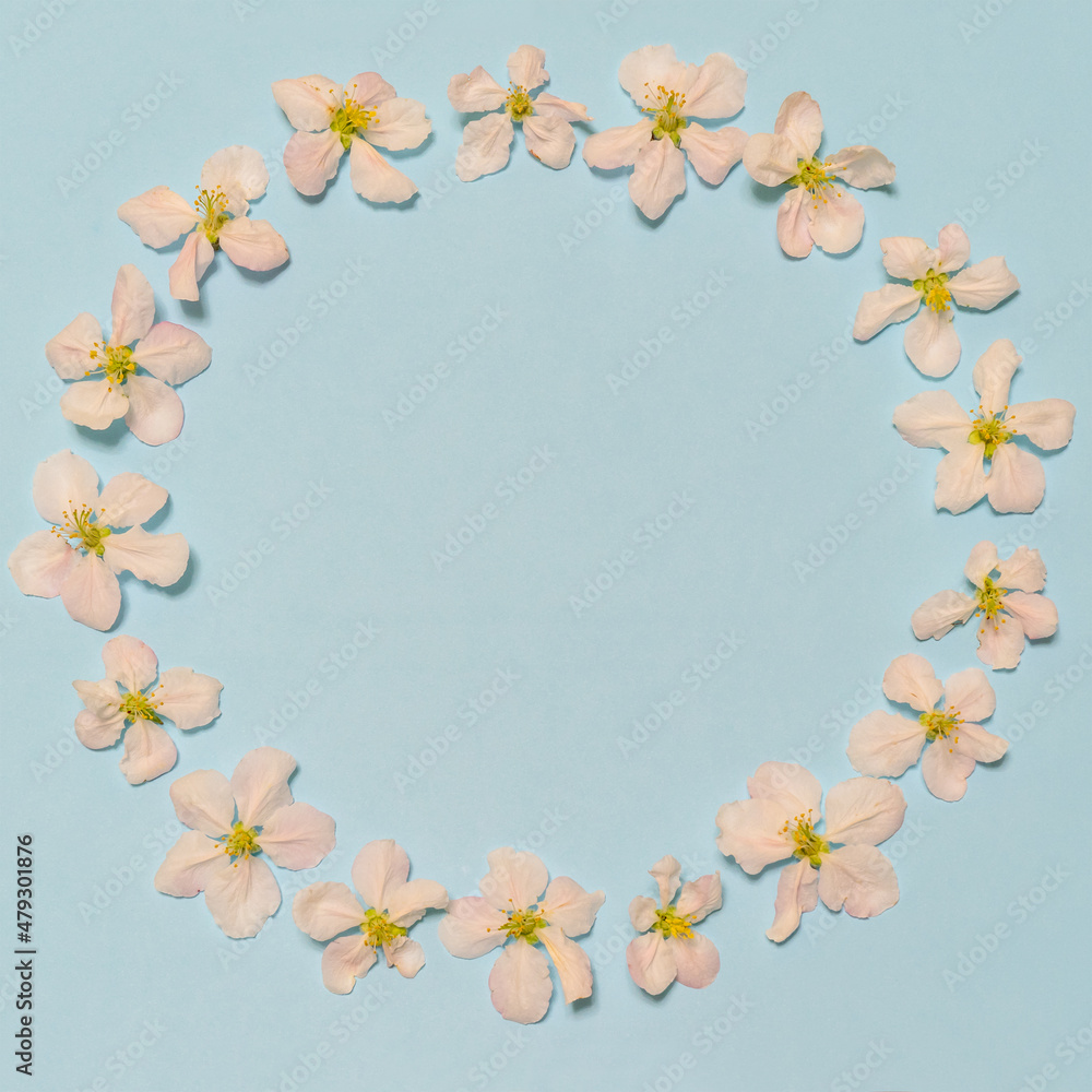 Round frame made of blooming apple flowers on light blue background. Beautiful spring composition, women's or mother's day concept. Mock up, flat lay, top view, copy space for text