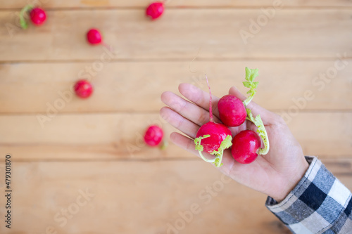 Radish or Raphanus raphanistrum subsp. sativus on farmer palm up with blur wooden background. top view with copy space. organic plant cultivation and Applied,modern Agriculture concept. vegetable. photo