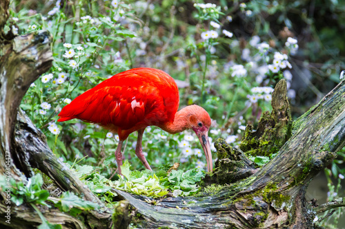 Exotic red bird © Serjedi