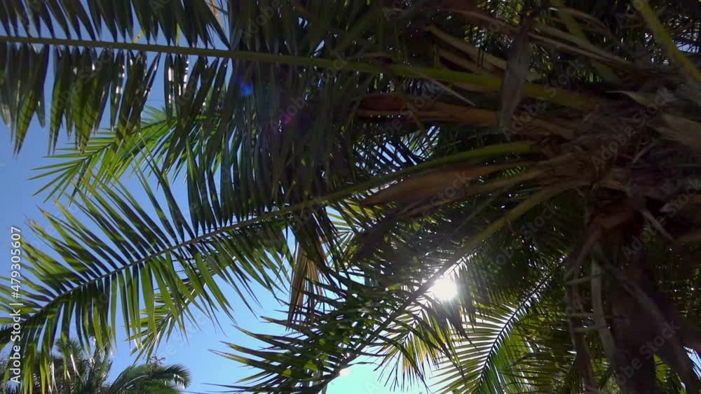 Walking under palm trees in California in slow motion 120fps Walking under palm trees in California in slow motion 120fps