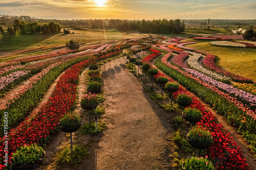 Aerial view of colorful tulips field  summer dawn. Concept  spring  summer  nature
