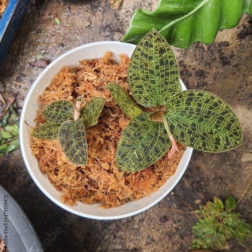 Ludisia discolor in the pot
