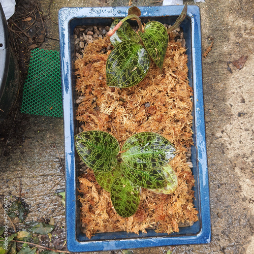 Ludisia discolor in the pot