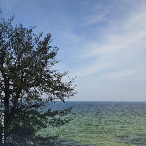 tree on the beach