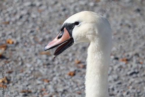 mute swan cygnus olor