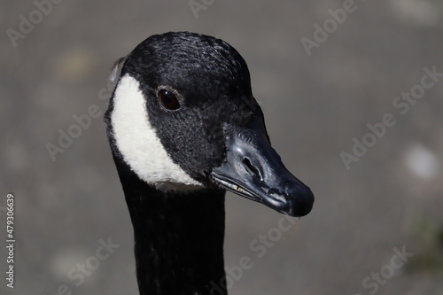 portrait of a goose
