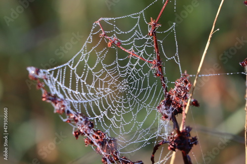 spider web with dew