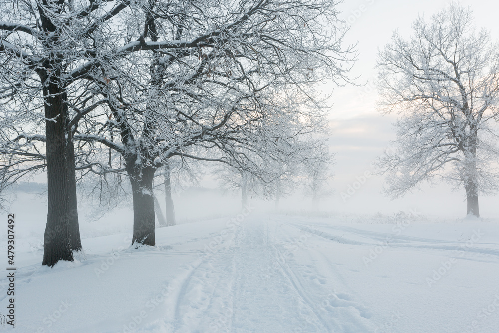 winter landscape, frozen trees, snowy view, beautiful winter winter landscape, frozen trees, snowy view, beautiful winter
