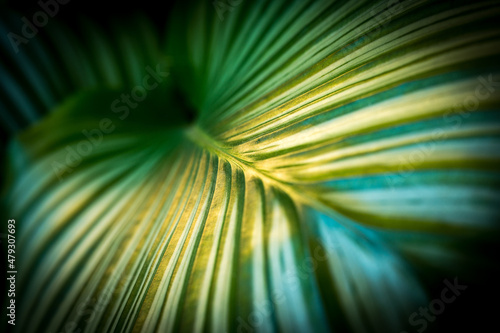 Lush green of a leaf of a tropical plant