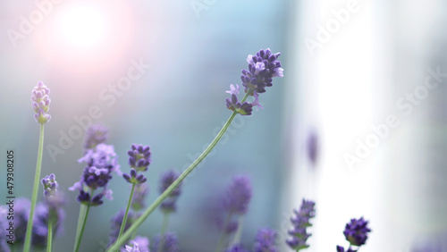 Bright and colorful of violet lavender flower blooming and fragrance with sunlight outdoor.