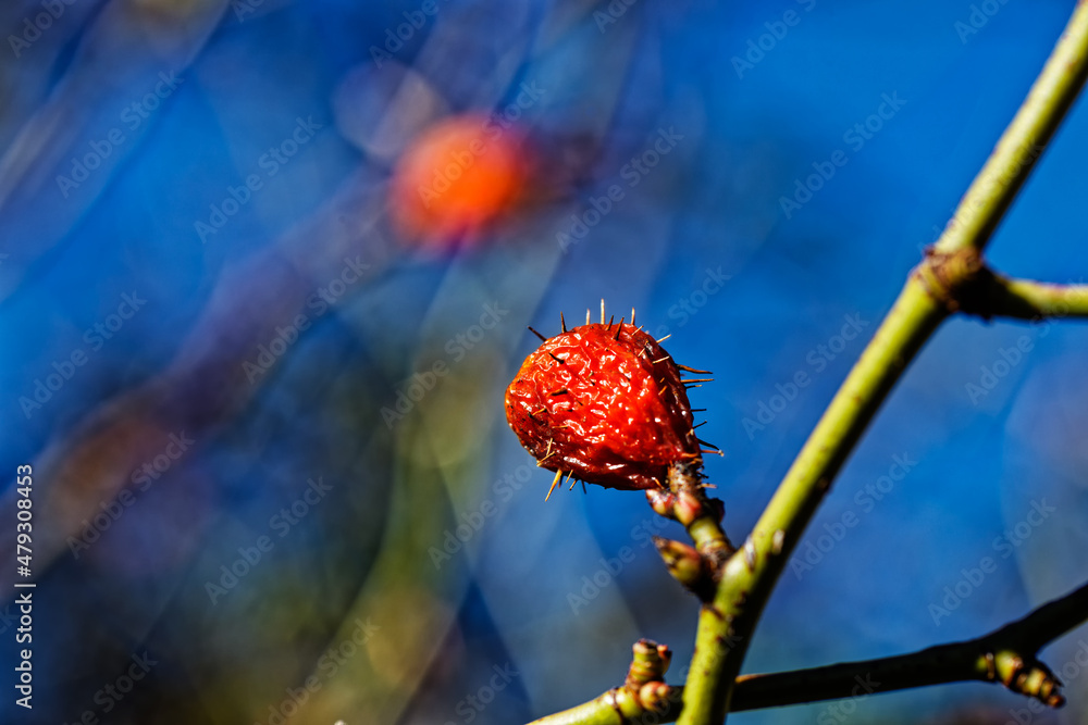 Obraz premium Exotic red berry with spines