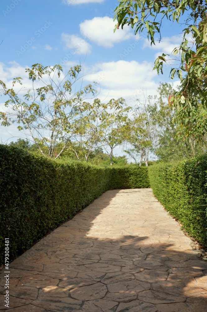 The footpath has green shrubs.  in the botanical garden out of focus