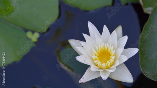 White lotus with yellow stamens blooming above the water  bright in the morning light. The concept of landscaping gives a feeling of peace.