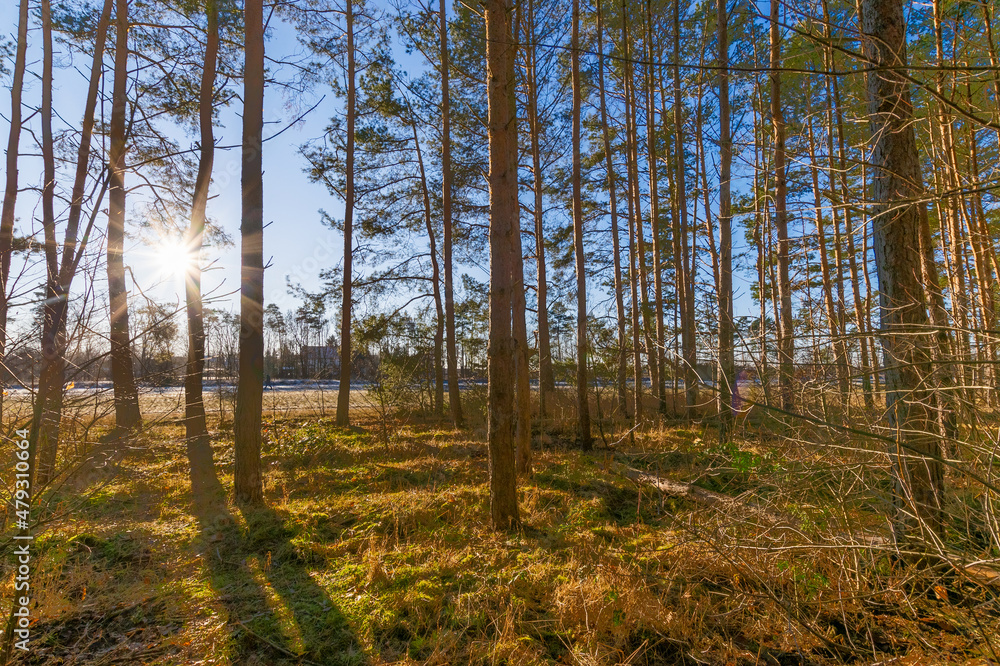 sunny forest scenery (Brandenburg, Germany) sunny forest scenery (Brandenburg, Germany)