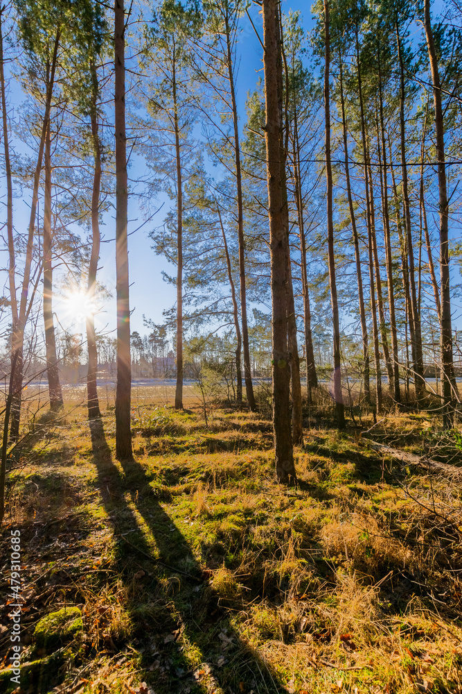 Fototapeta premium sunny forest scenery (Brandenburg, Germany)