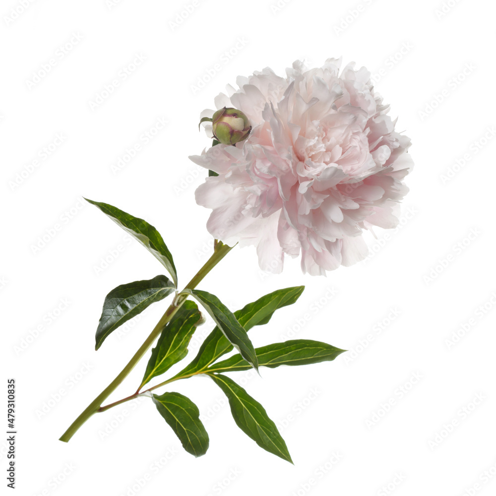 Gently pink peony flower with bud isolated on white background.