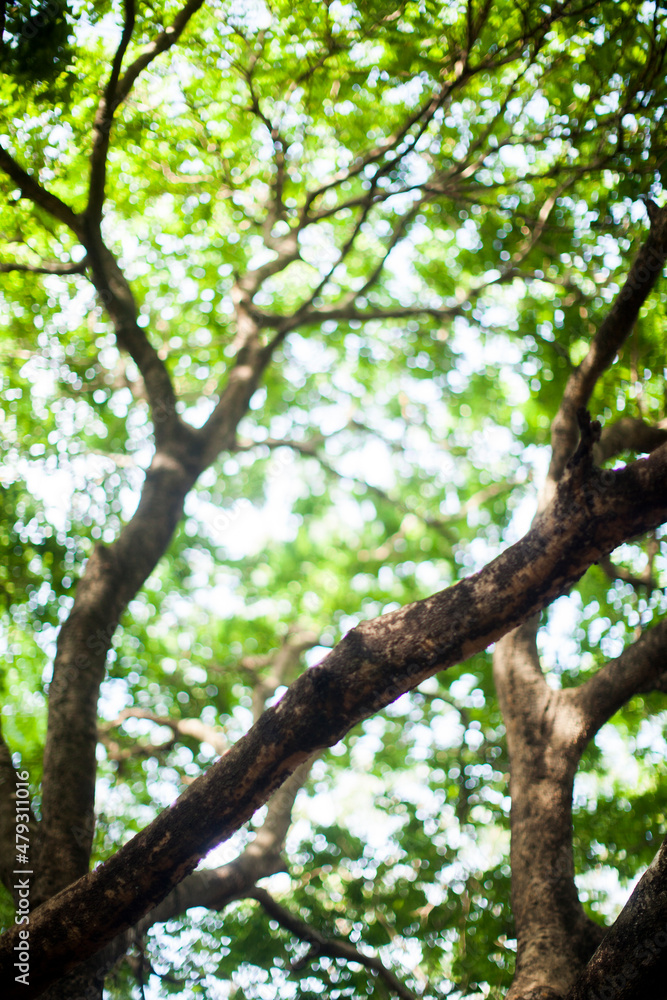 Beauty of trees and lush green inside a park. Nature and wellbeing concept.