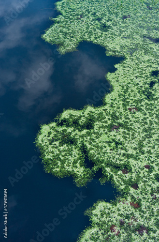Thick layer of Duckweed floating on water, clouds reflected in the blue water