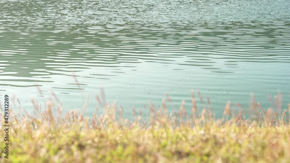 Blur sunlight hits the grass in foreground water surface ripple gives a feeling of calm. Blur sunlight hits the grass in foreground water surface ripple gives a feeling of calm.
