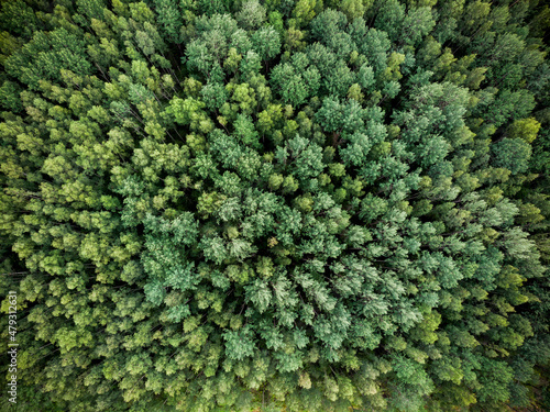 Billede på lærred Spruce forest from a birds eye view. Photo from the drone