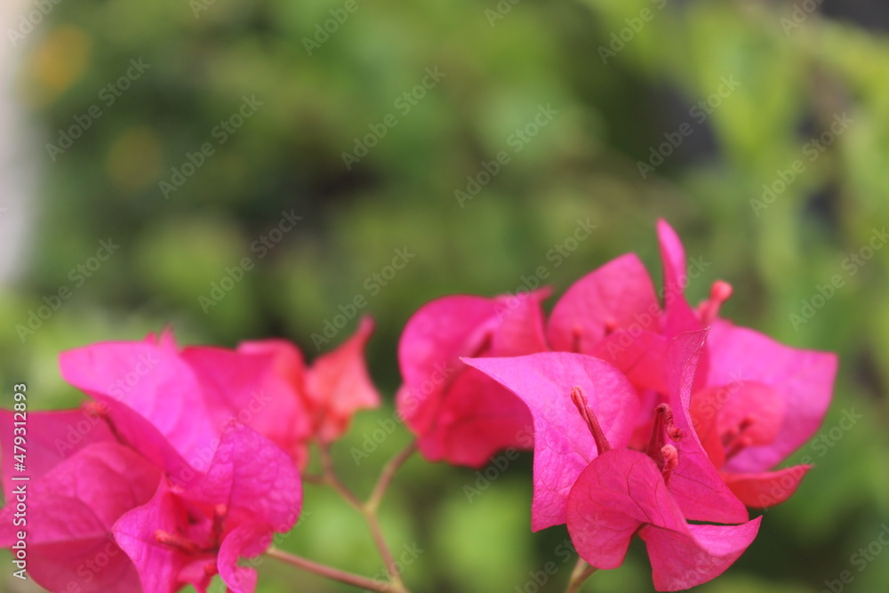 Macro photo of bright and beautiful pink flowers