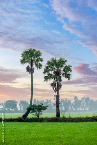 Rows of jaggery coconut trees are sharp and beautiful in the dawn light in Tri Ton, Vietnam photo