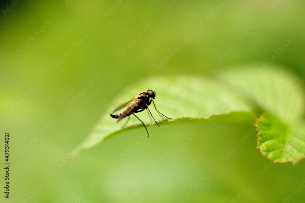 dragonfly on a leaf dragonfly on a leaf