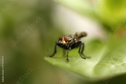fly on leaf © Klaudiusz