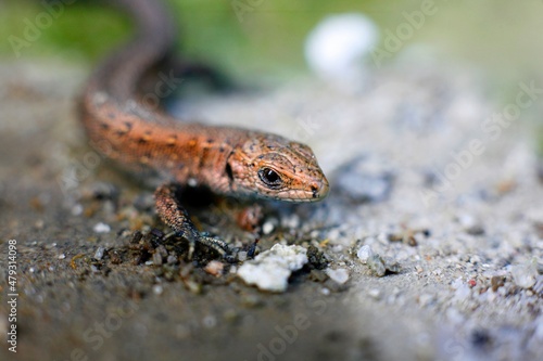 lizard on a rock © Klaudiusz