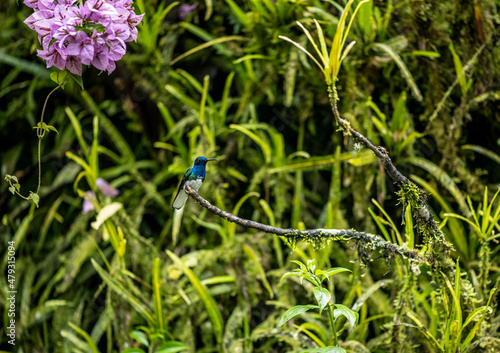 of extraordinary colors and colors of caliber near the nectar feeders in the wild forest of Ecuador