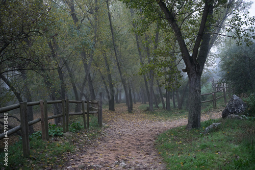 Misty woods with dirt track and wooden fence