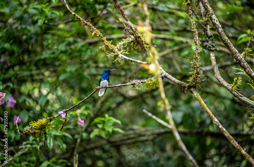 of extraordinary colors and colors of caliber near the nectar feeders in the wild forest of Ecuador