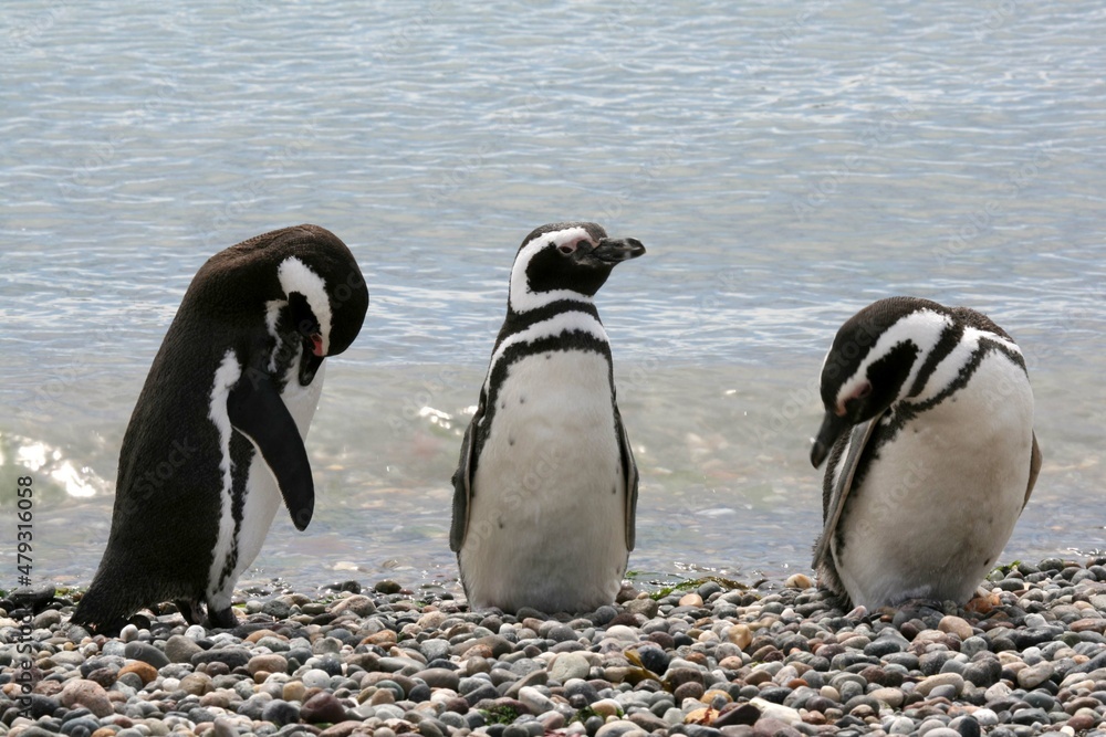 Naklejka premium Manchot de Magellan / Spheniscus magellanicus - 2008 11 13 164036 Argentine - Puerto Deseado - 554