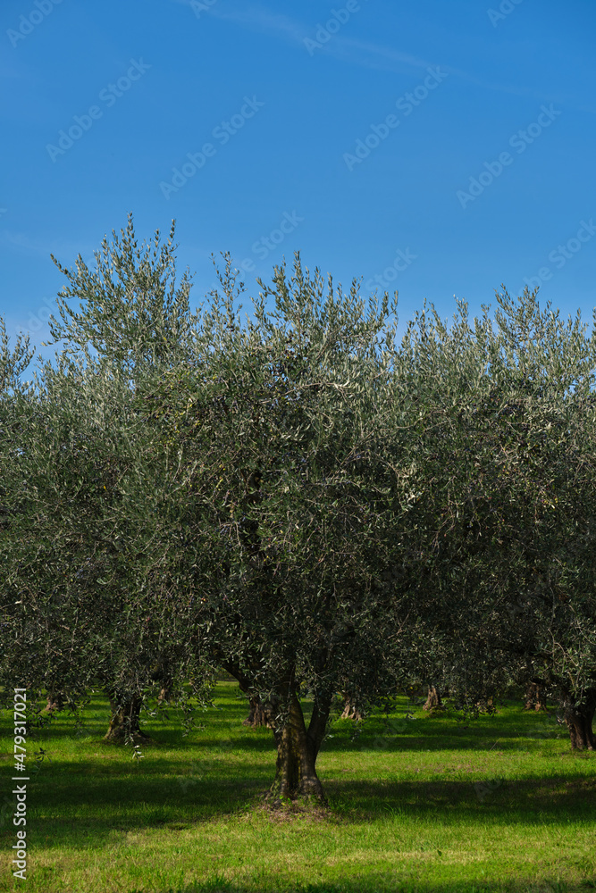 Fototapeta premium Traditional plantation of olive trees in Italy. Trees in a row. Ripe olive plantations. Plantation of vegetable trees. Fruit tree garden. The rays of the sun through the trees. Clouds in the blue sky