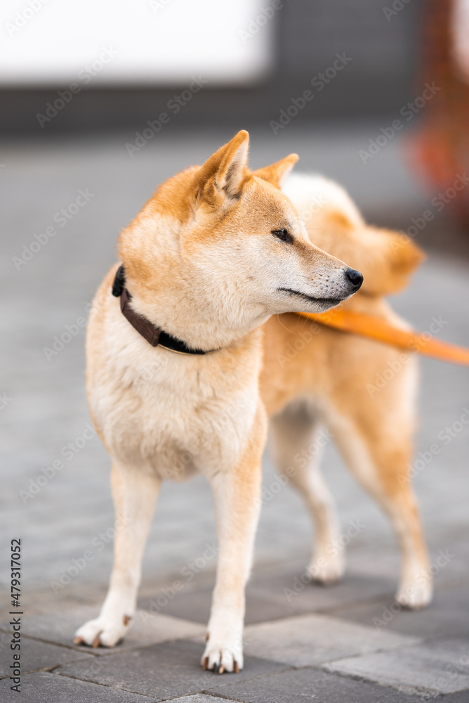 young shiba-inu on a walk. Orange leash. Young Shiba Inu for a walk with the owner. red background. head turned in profile young shiba-inu on a walk. Orange leash. Young Shiba Inu for a walk with the owner. red background. head turned in profile