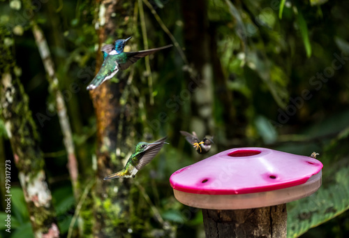 of extraordinary colors and colors of caliber near the nectar feeders in the wild forest of Ecuador 