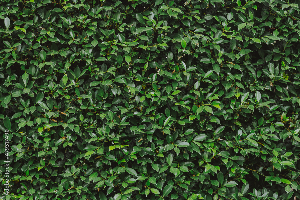 Nature background flat lay of green leaves
