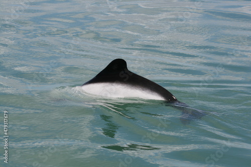 Dauphin de Commerson   Cephalorhynchus commersonii - 2008 11 14 163726 Argentine - Puerto Deseado - 1042