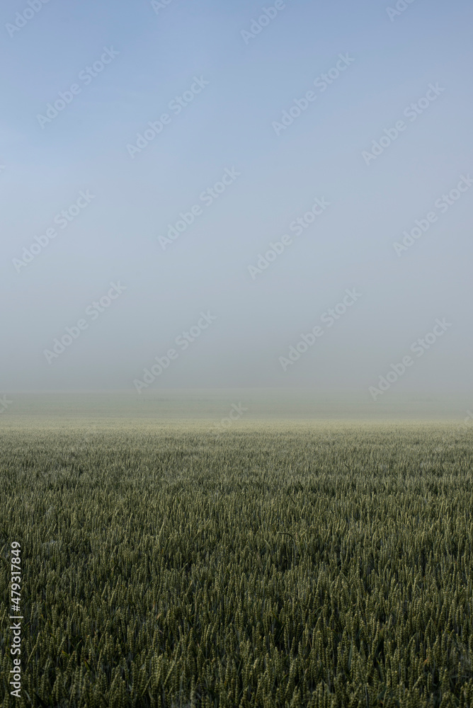 a wheat field on a misty morning