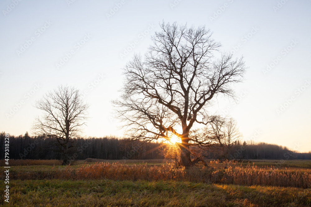 Large Oak trees during a beautiful sunset next to a small river on an late autumn evening on Mulgi wooded meadow in Soomaa National Park. Large Oak trees during a beautiful sunset next to a small river on an late autumn evening on Mulgi wooded meadow in Soomaa National Park.